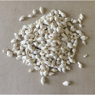 White mini Shell Nassa 0.5/0.8cm by 2kg