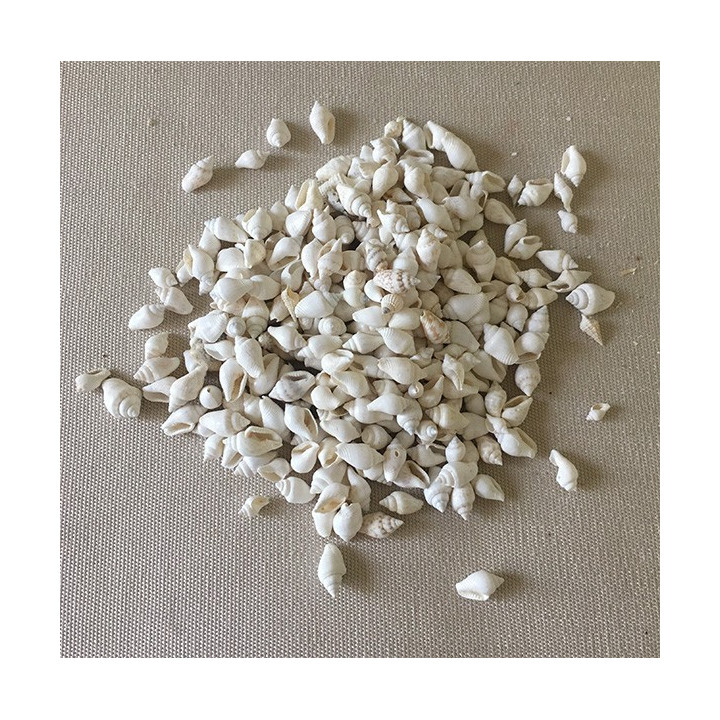 Mini Coquille Nassa Blanche 0.5/0.8cm lot de 2kg