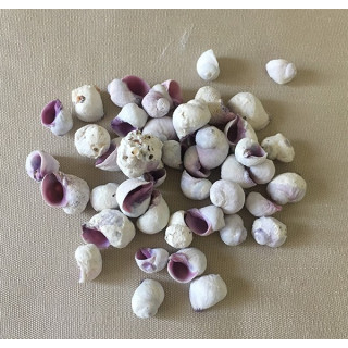 Violacea 1/1.5cm lot de 2kg