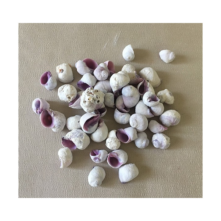 Violacea 1/1.5cm lot de 2kg