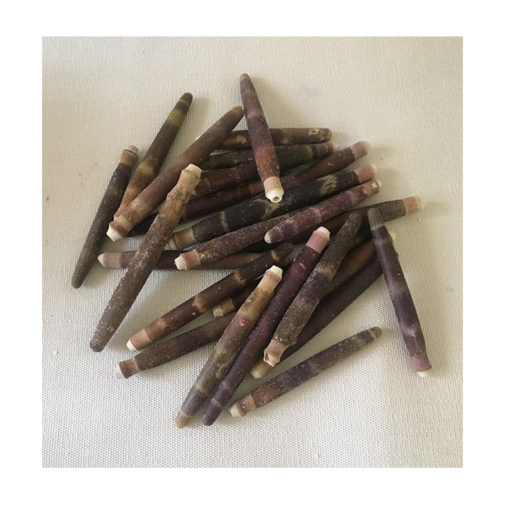 Spiked pencil sea urchin 3/7cm by 2kg