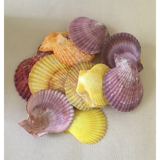 Pecten Nobilis Valve 4/6cm by 2kg