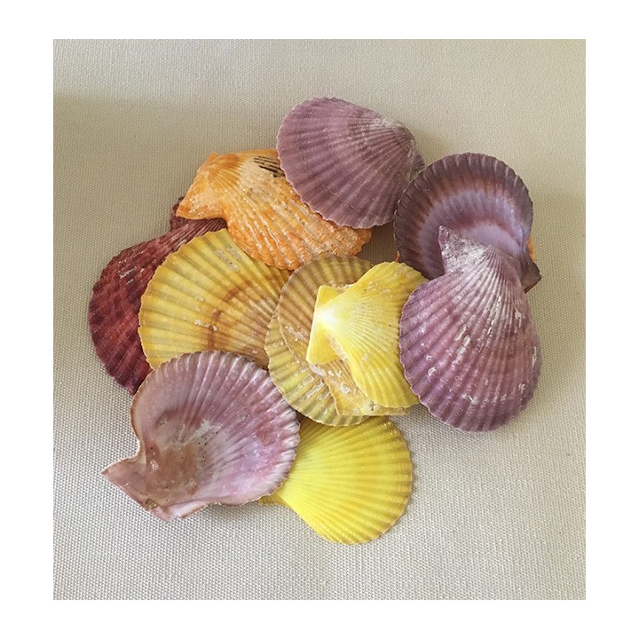 Valve de Pecten Nobilis 4/6cm lot de 2kg