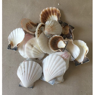 Pecten Vexillum Valve 4/6cm by 2kg