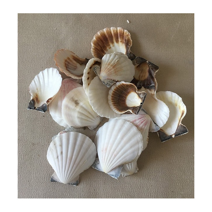 Valve de Pecten Vexillum 4/6cm lot de 2kg