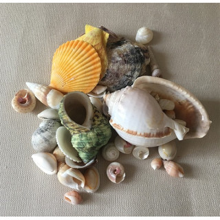 Mix of Shells 3/9cm by 2kg