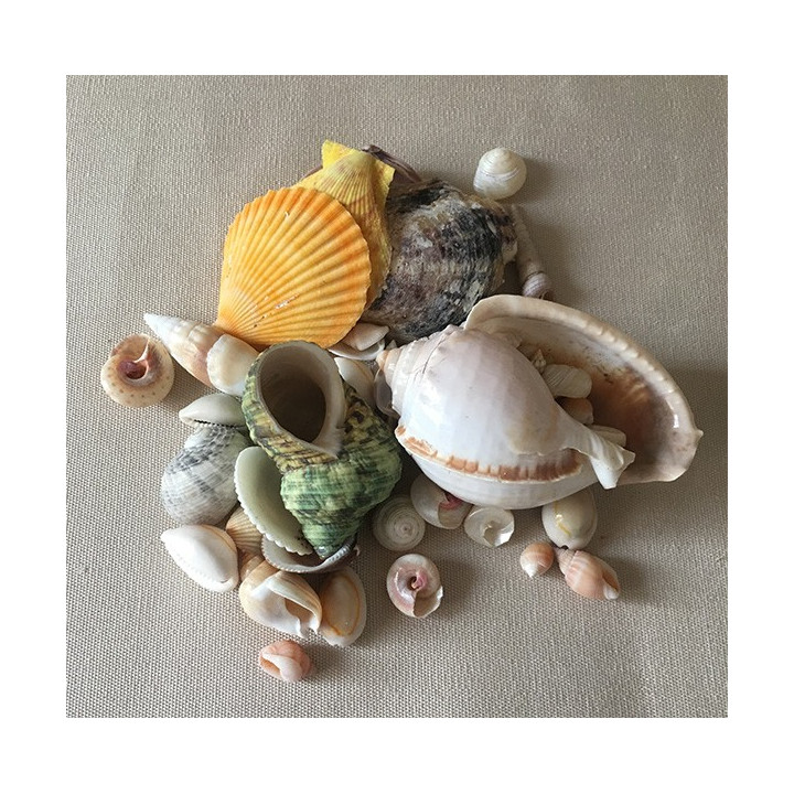 Mix of Shells 3/9cm by 2kg