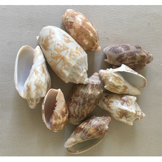 Volute Vespertilio 4/7cm lot de 2kg