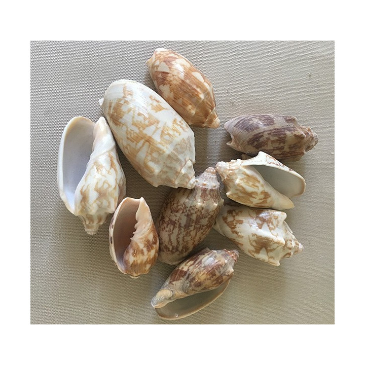 Volute Vespertilio 4/7cm lot de 2kg