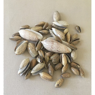 Mélange d'Olives 4/6cm lot de 2kg