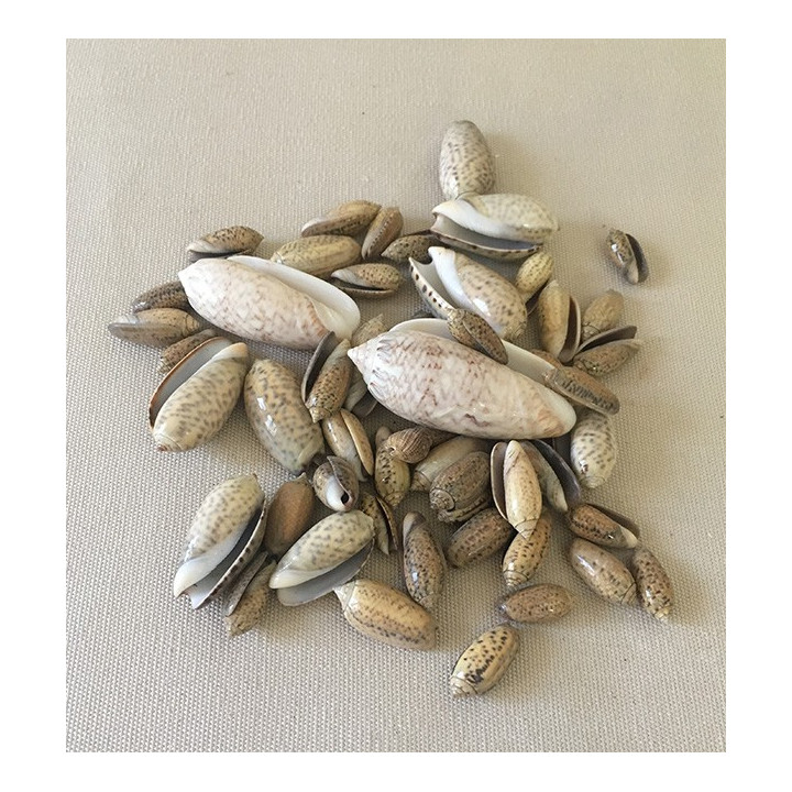 Mélange d'Olives 4/6cm lot de 2kg