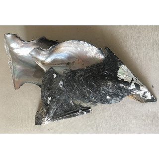 Ptéria Brute lot de 2kg