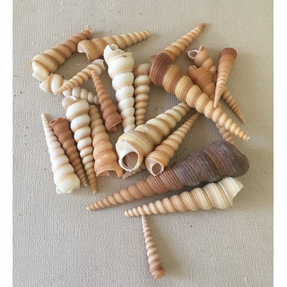 Turitella Terebra 4/8cm by 2kg