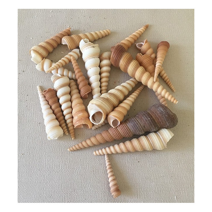 Turitella Terebra 4/8cm lot de 2kg