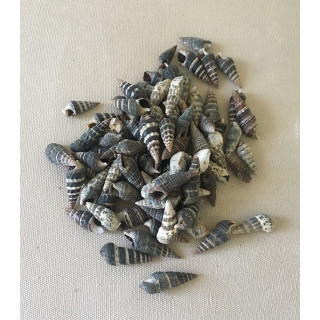 Batilaria Zonalis 1/1.5cm by 2kg