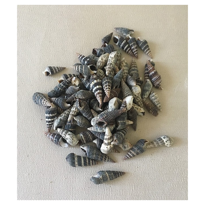Batilaria Zonalis 1/1.5cm lot de 2kg