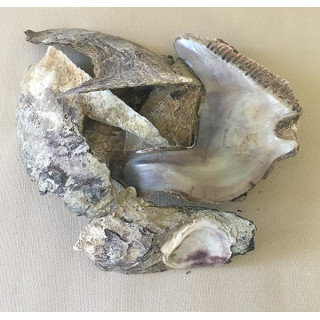 Cat's tongue oyster 10/13cm by 2kg