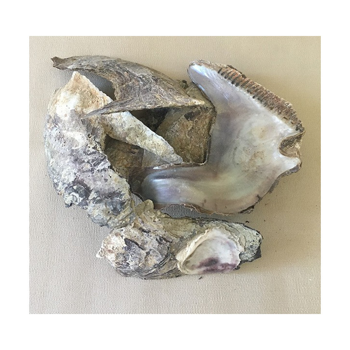 Cat's tongue oyster 10/13cm by 2kg