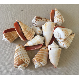 Strombus Luhuanus 3.5/5cm by 2kg