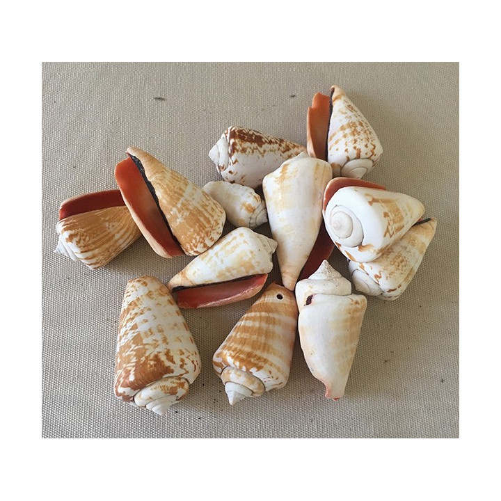 Strombus Luhuanus 3.5/5cm lot de 2kg