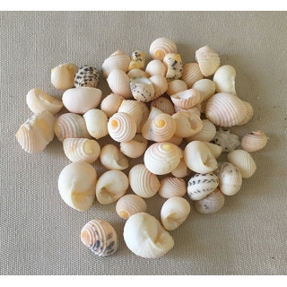 Nerite Blanche 1/1.5cm lot de 2kg