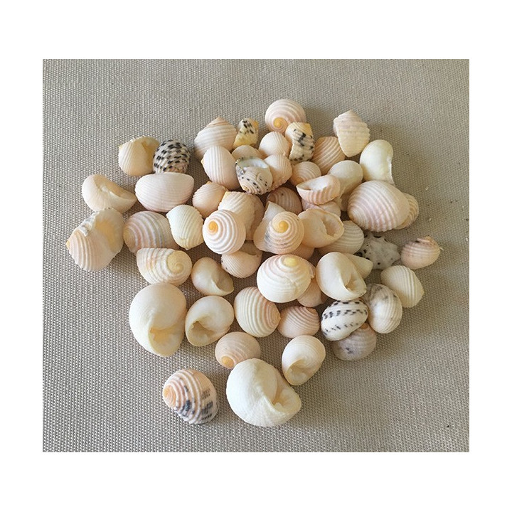 Nerite Blanche 1/1.5cm lot de 2kg