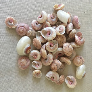 Natural Umbonium Guamensis by 2kg