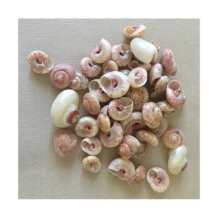 Umbonium Guamensis Naturel lot de 2