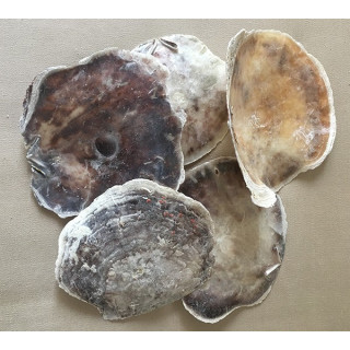 Natural Placuna 12/15cm by 2kg