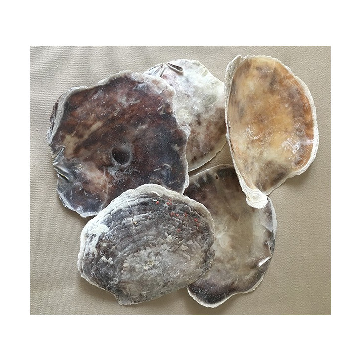 Natural Placuna 12/15cm by 2kg