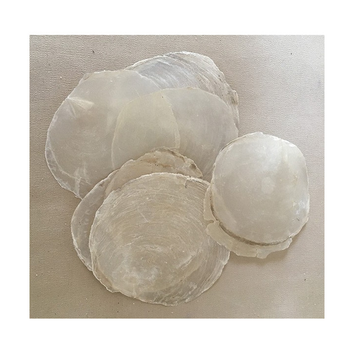 Natural Capiz 11/13cm by 2kg