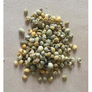Mini snails (lot of 500grs)