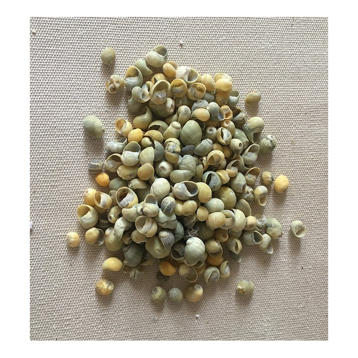 Mini snails (lot of 500grs)