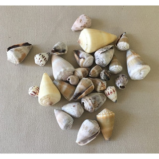 Conus Assortis 3/4cm au kilo lot de 2