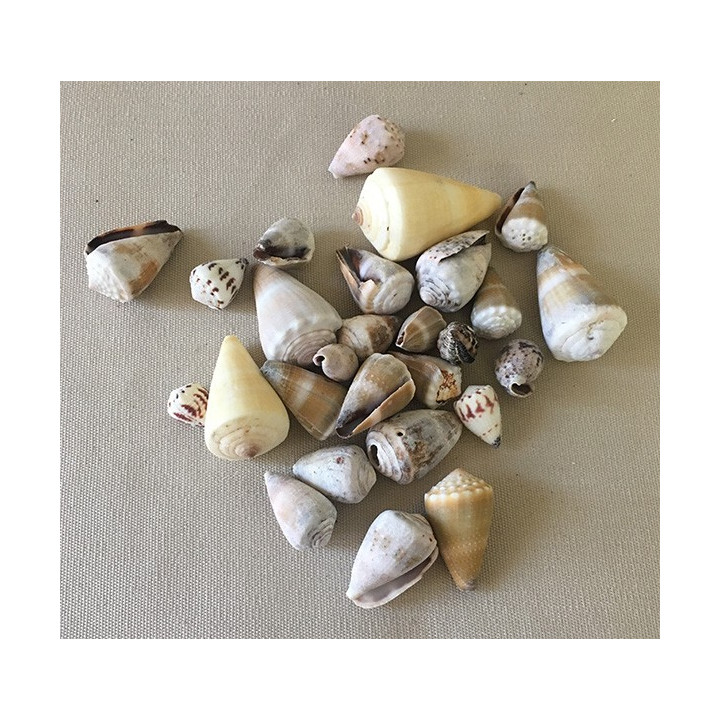 Assorted conus 3/4cm by 2kg