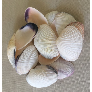 Bivalve Blanc 5/6cm lot de 2kg