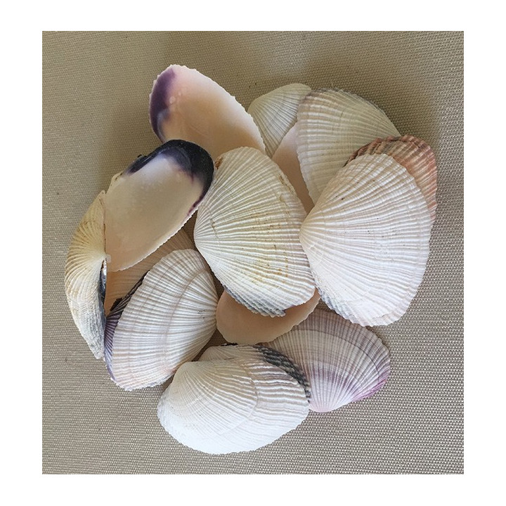 White Bivalve 5/6cm by 2kg