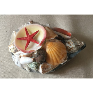 Pen shell 17cm remplie de coquillages par 12