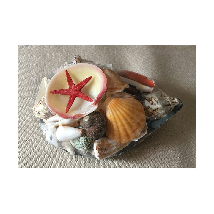 Pen shell 17cm remplie de coquillages par 12