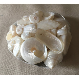 Pearly shells in placuna 10cm lot of 6