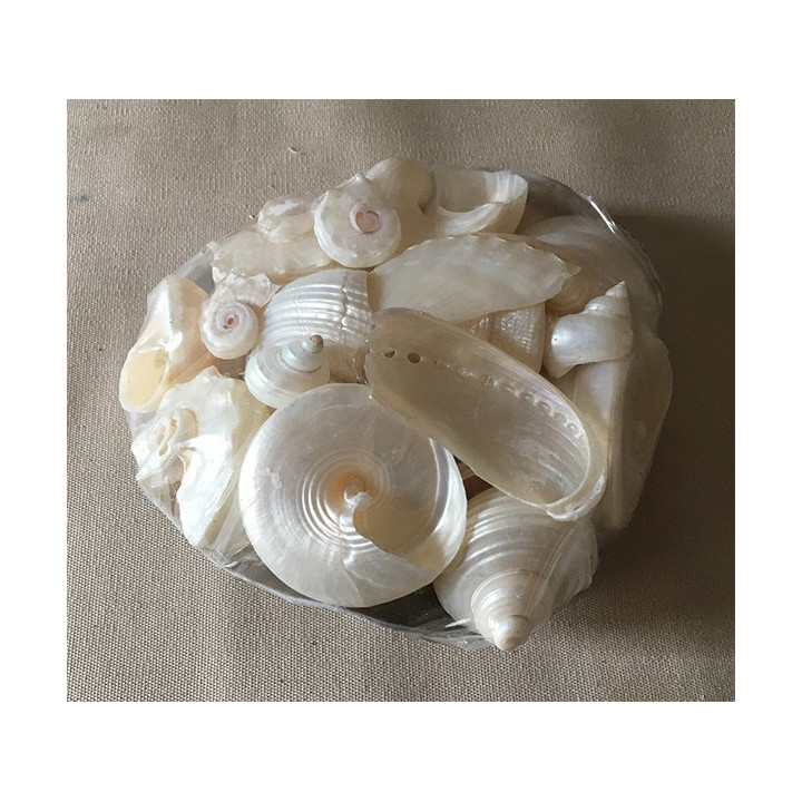 Pearly shells in placuna 10cm lot of 6