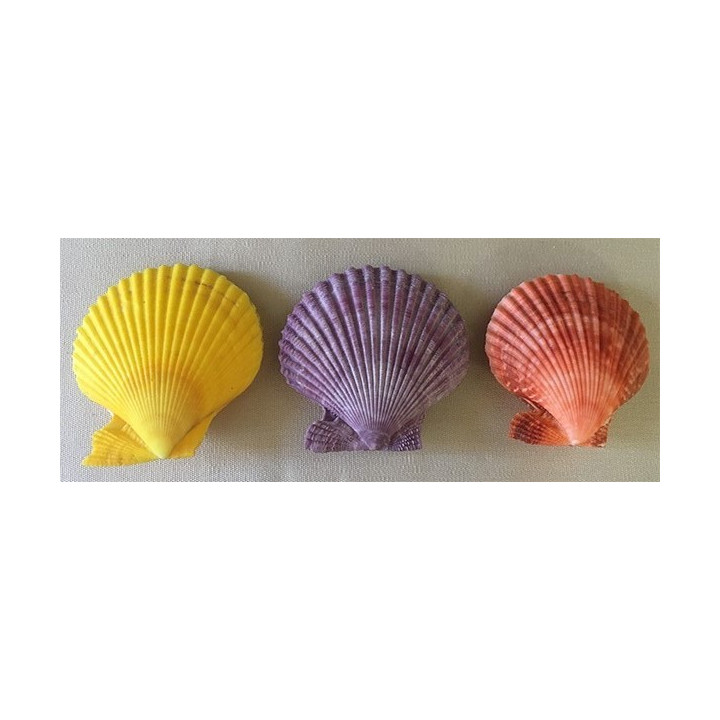 Pecten nobilis assorted colors 7/8cm by 20
