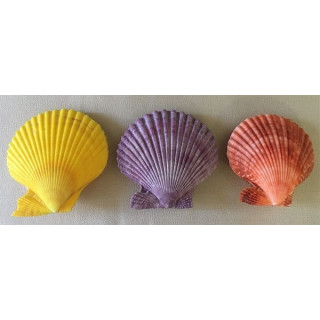 Pecten Nobilis natural colors 3.5/4cm by 25
