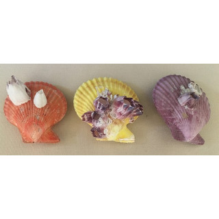 Pecten Nobilis - Barnacles 7/8cm by 20