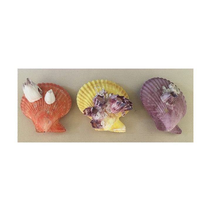 Pecten Nobilis & Barnacles 7/8cm par 20