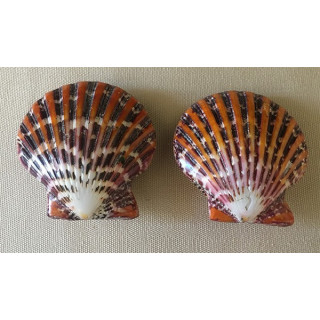 Polished Pecten Pallium 4/6cm by 20