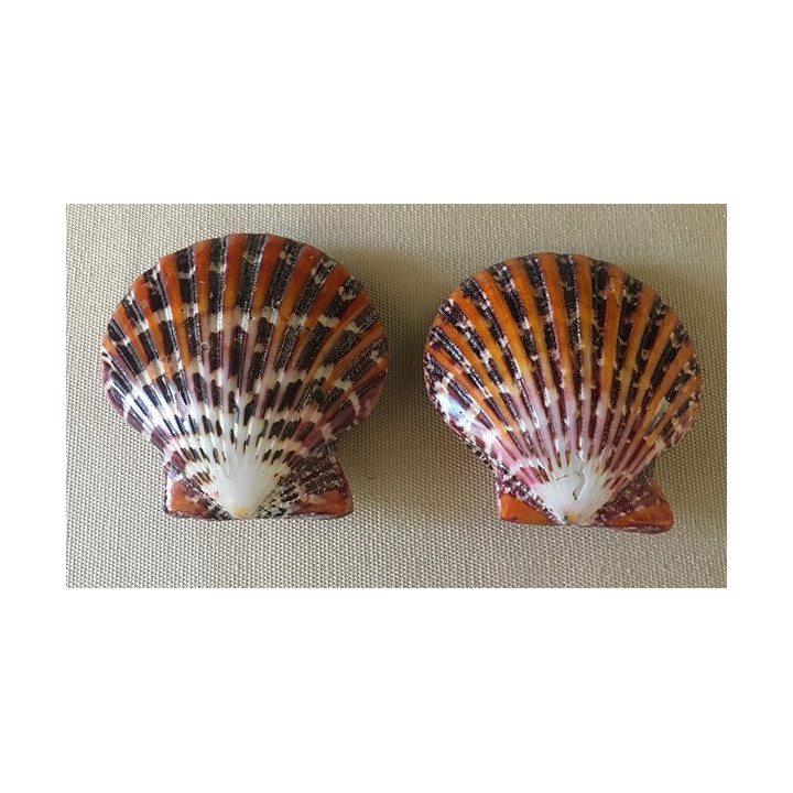 Pecten Pallium poli 4/6cm par 20