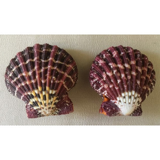 Natural Pallium Pecten 4/6cm by 20