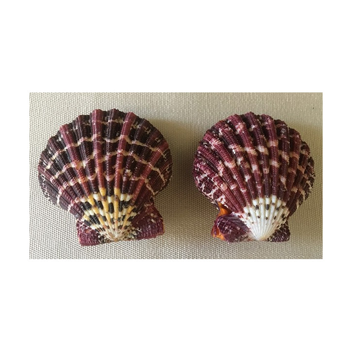 Pecten Pallium naturel 4/6cm par 20