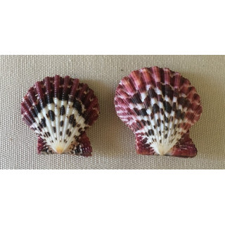 Mini pecten pallium 2/3cm by 50